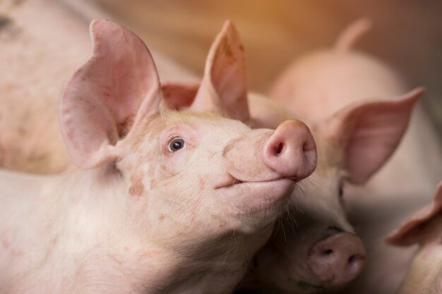 Small piglet waiting feed. pig indoor on a farm yard in\
thailand. swine in the stall. close up eyes and blur. portrait\
animal.