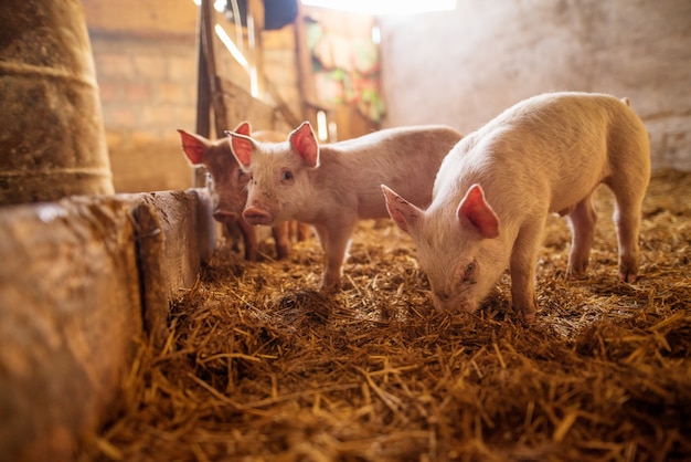 small piglets in the farm.