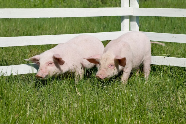 Small pigs on grass 