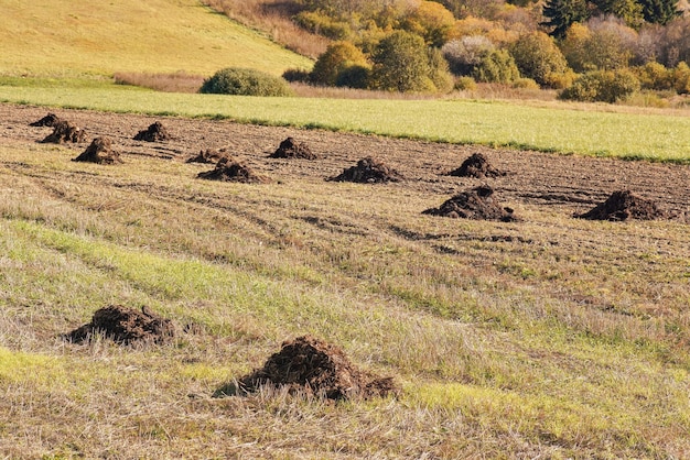 Small piles of manure on autumn field.