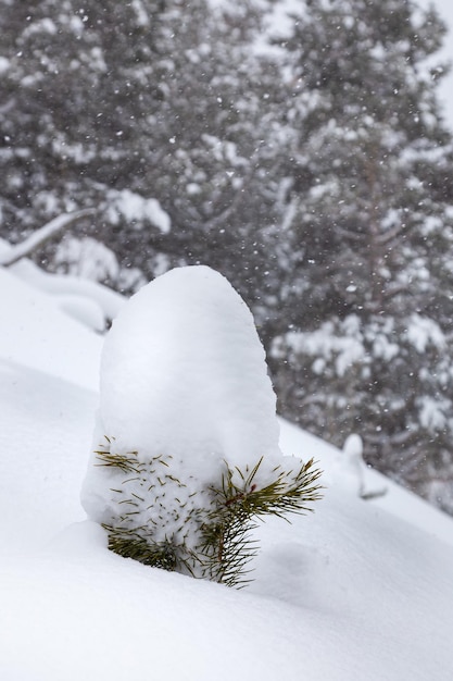 ぼやけた冬の松林に対して雪の帽子で完全に覆われた小さな松の木