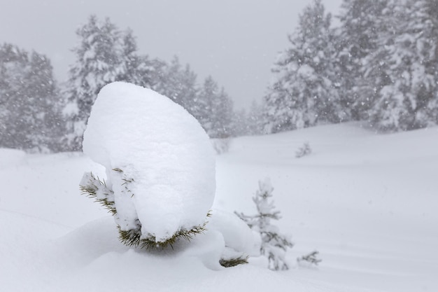 Small pine tree entirely covered with cap of snow against blurred winter pine forest