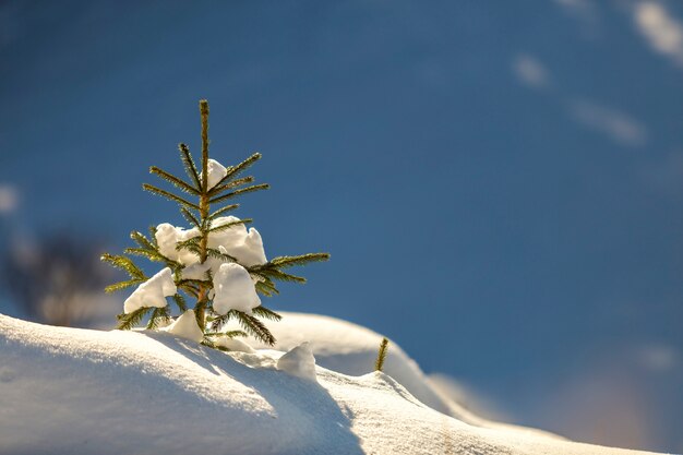 Small pine tree with green needles covered with snow