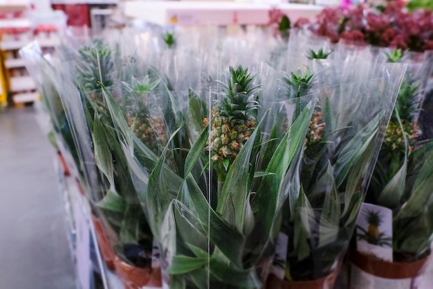 Photo small pineapple fruit in a flower pot, tropical indoor plant sale in the store. choosing plants house