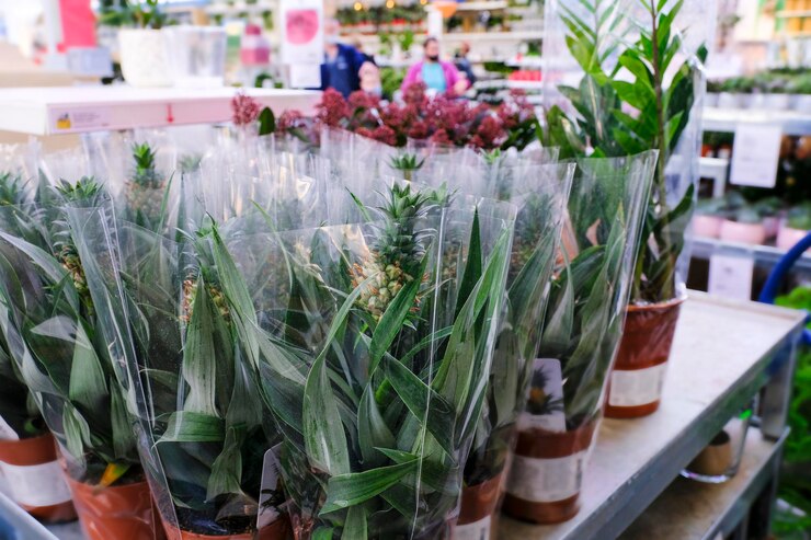 Small pineapple fruit in a flower pot, tropical indoor plant sale in the store. Choosing plants house