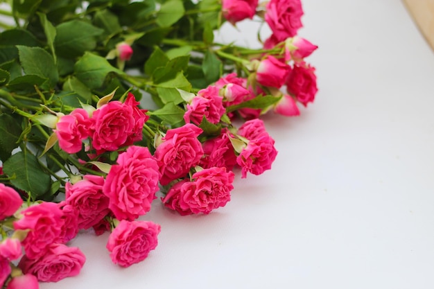 Маленькие розовые кустовые розы на белом фоне с местом для текста