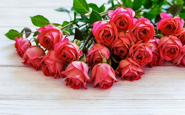 Small pink bush roses on a white background with a place for text