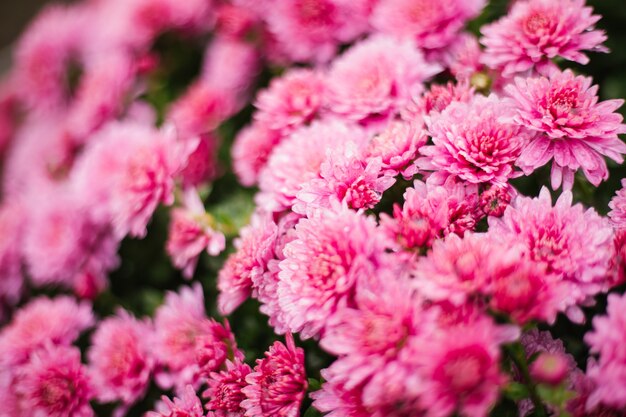 Small pink chrysanthemums or daisies grow in a flowerbed as a fluffy bush. Autumn beautiful background. Natural texture.