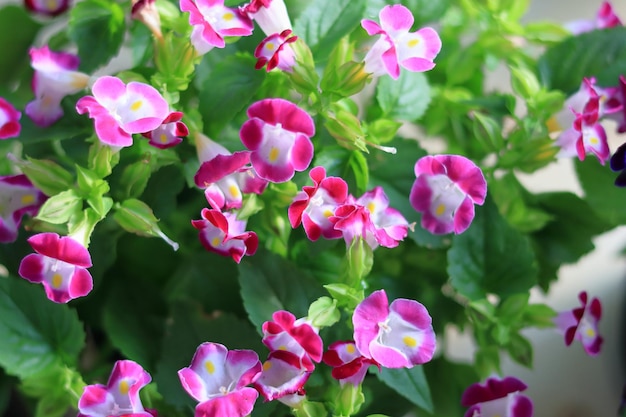 정원에 있는 작은 분홍색 꽃
