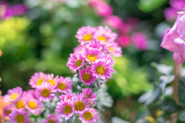 Small pink flower, pink Dendranthema