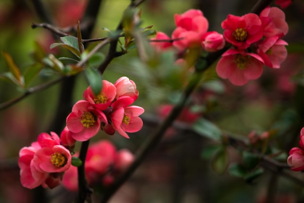 Small pink flowers on a tree