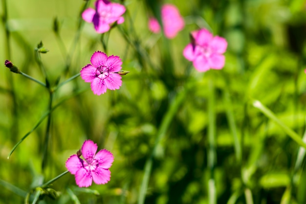 Small pink flowers with blurred leaves background