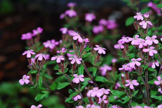 Small pink flowers