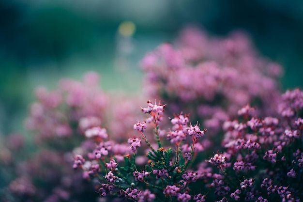 小さなピンクの花