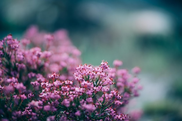 small pink flowers