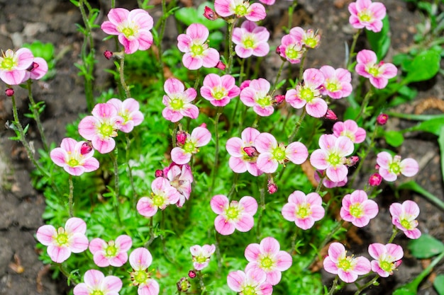 작은 분홍색 지상 표지 꽃 Saxifraga ÃƒÂƒÃ‚Â— arendsi 2