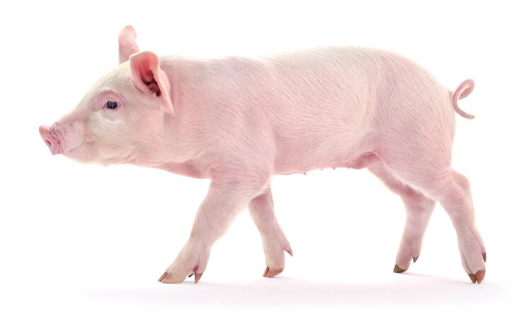 Photo small pink pig isolated on white background