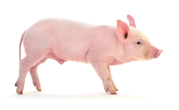 Small pink pig isolated on white background