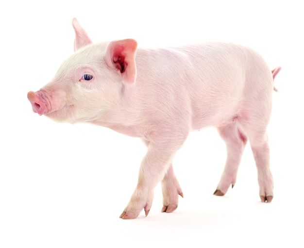 Small pink pig isolated on white background