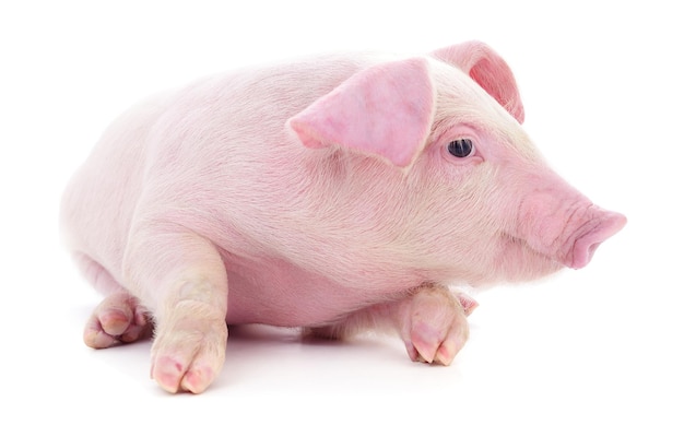 Small pink pig isolated