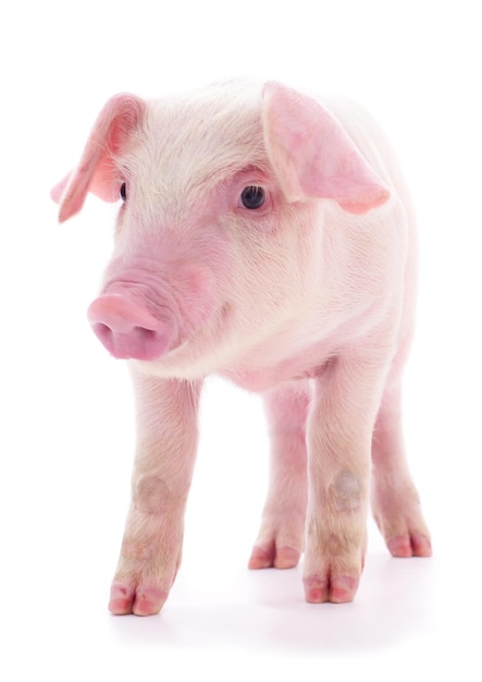 Small pink pig isolated