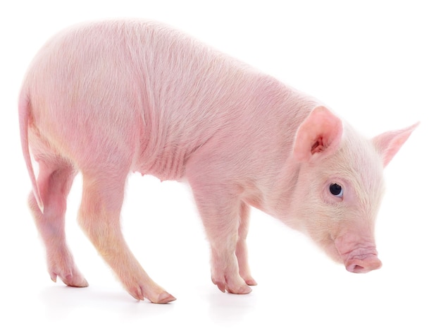 Small pink pig isolated