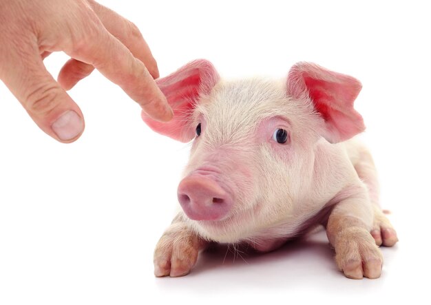 Small pink pig isolated