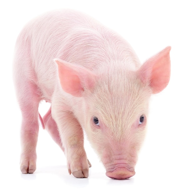 Small pink pig isolated