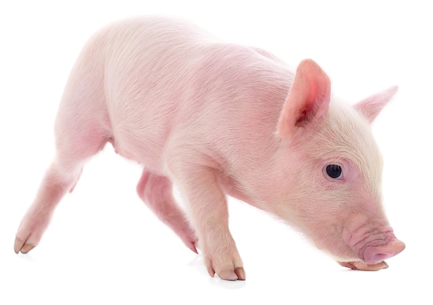 Small pink pig isolated