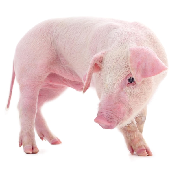 Small pink pig isolated