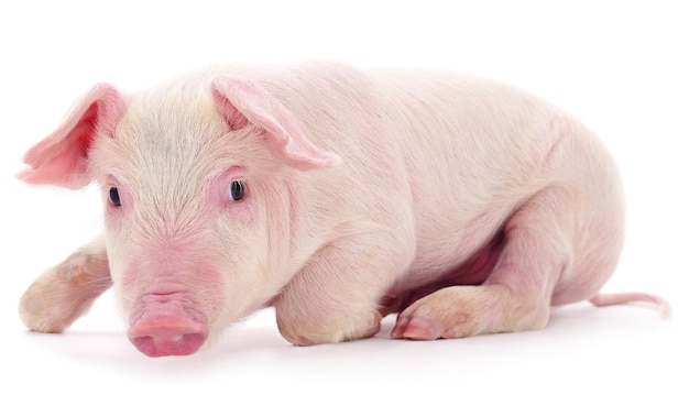 Small pink pig isolated