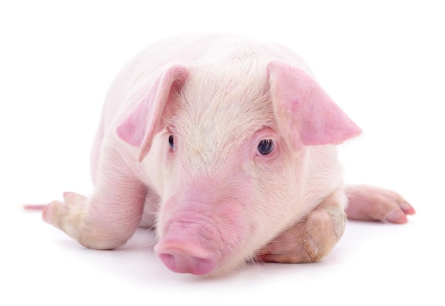 Small pink pig isolated