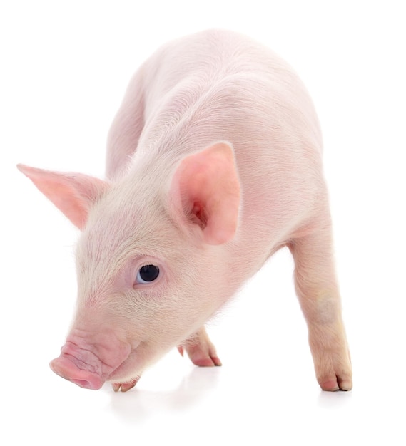 Small pink pig isolated