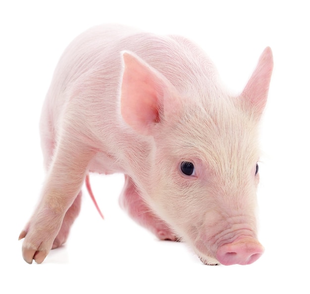 Small pink pig isolated