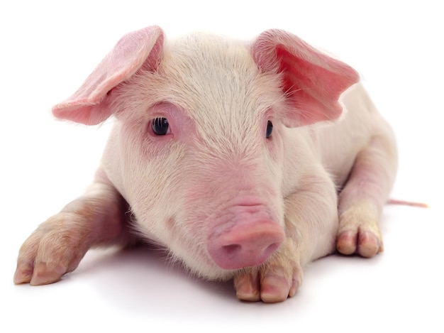 Small pink pig isolated