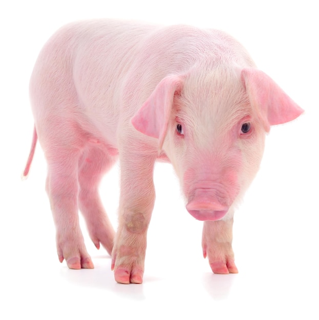 Small pink pig isolated