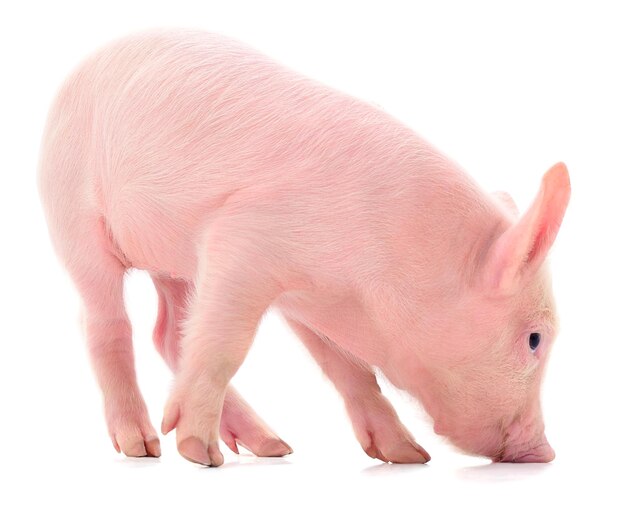 Small pink pig isolated