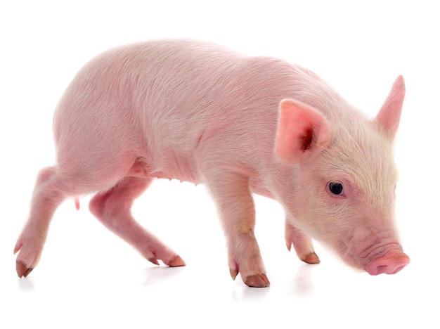 고립 된 작은 분홍색 돼지