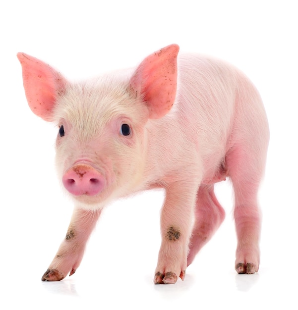 Small pink pig isolated