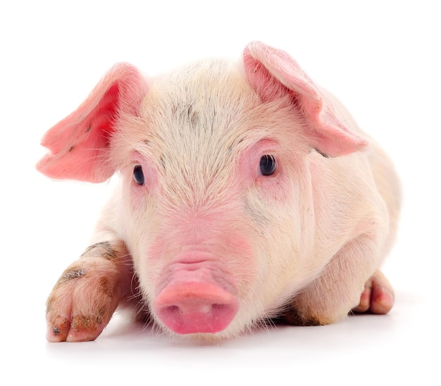 Photo small pink pig isolated