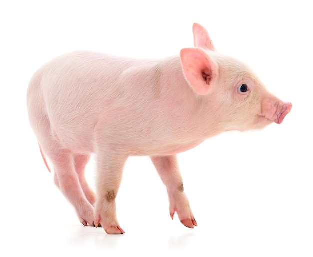 Small pink pig isolated