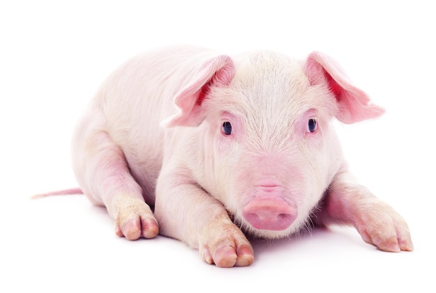 Small pink pig isolated