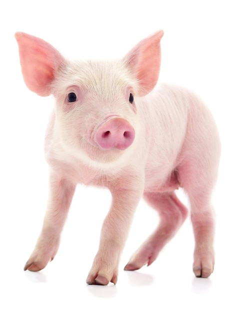 Small pink pig isolated