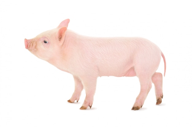 Small pink pig on white
