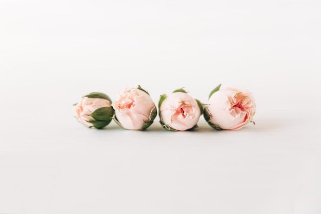 Small pink roses with buds.Minimalist composition,simple white background.Copy space.Congratulations and celebration concept.