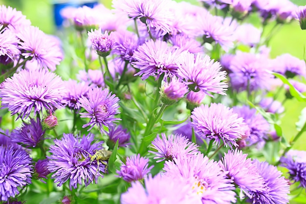 small pink spring flowers background, abstract view in spring garden, nature flowers