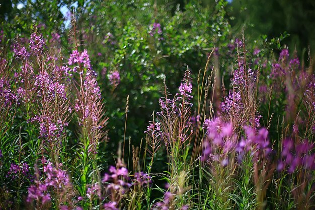 small pink spring flowers background, abstract view in spring garden, nature flowers