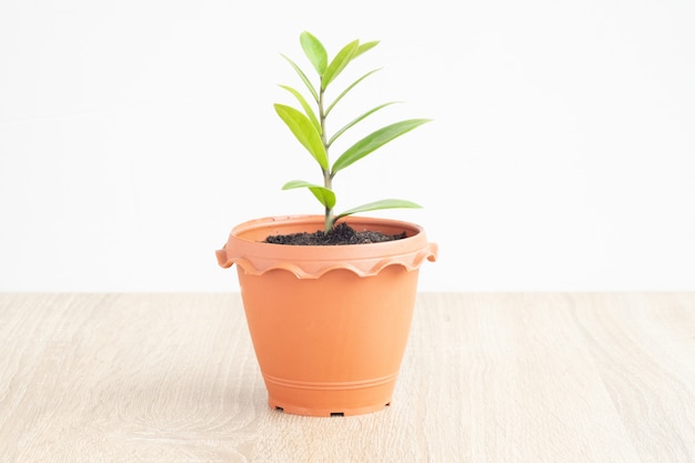 茶色の鍋に小さな植物