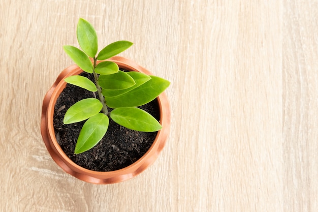 茶色の鍋に小さな植物