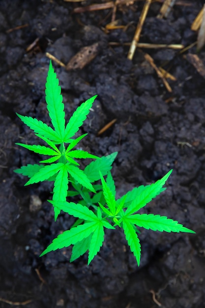 A small plant of cannabis seedlings planted in the black soilSmall green leaves ganja closeup beautiful backgroundcultivation indoor marijuana for medical purposes